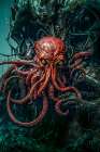 Octopus in alien setting. AI Generated. Art Print